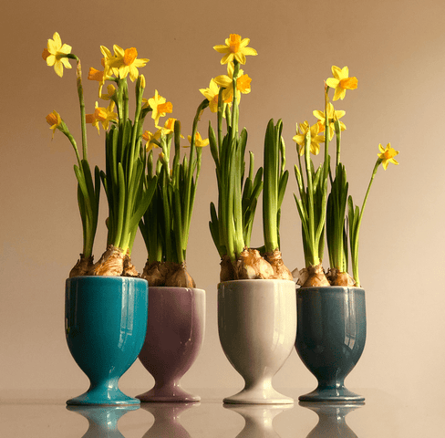 Drinking cup set 4 pcs 597 | Decor 999