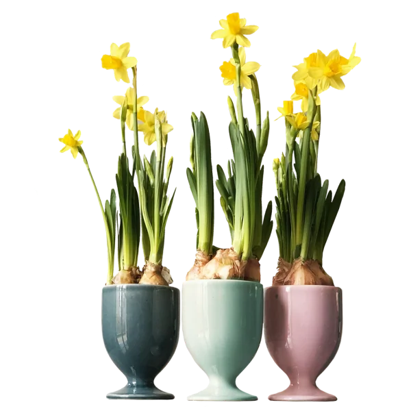 Form 999952 - Drinking cup set 3 pcs 597