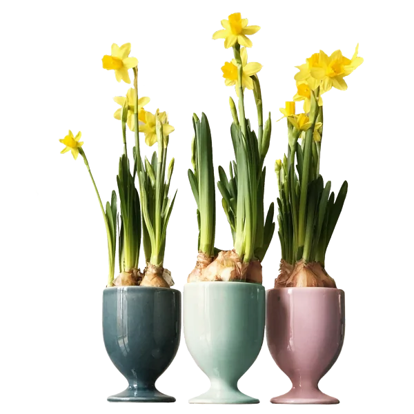Form 999952 - Drinking cup set 3 pcs 597
